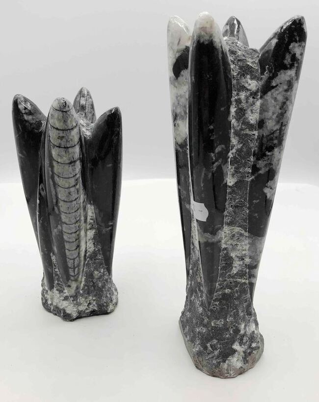 Orthoceras pierre fossilisé du Maroc