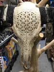 Grand crâne de buffle sculpté d'une fleur de vie