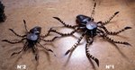 araignée tarentule en bois - grande araignée de deco murale