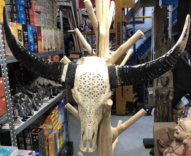 Grand crâne de buffle sculpté d'une fleur de vie