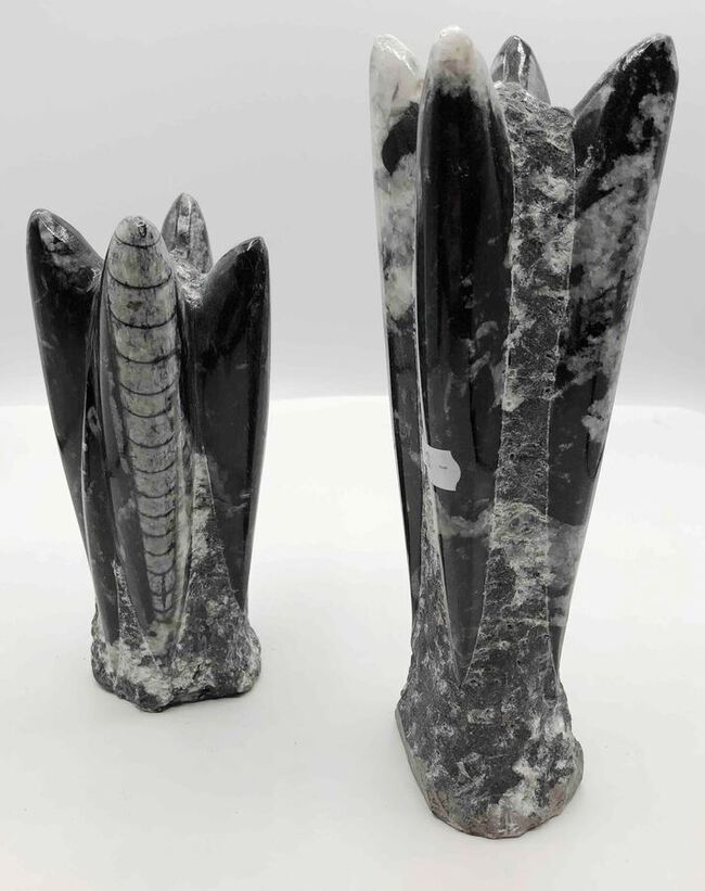 Orthoceras pierre fossilis&eacute; du Maroc