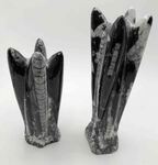 Orthoceras pierre fossilis&eacute; du Maroc