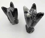 Orthoceras pierre fossilis&eacute; du Maroc