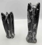 Orthoceras pierre fossilis&eacute; du Maroc